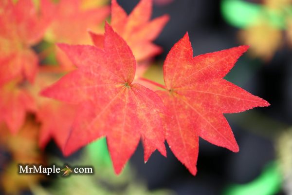 Acer palmatum  Moon Shadow  Japanese Maple Hot on Sale - Image 5