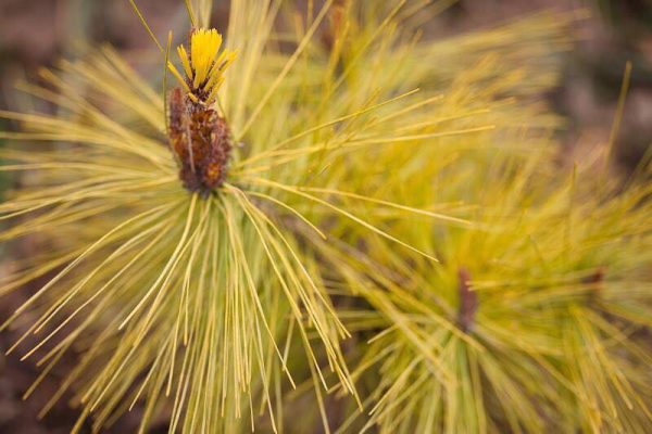 Pinus densiflora  Aurea  Golden Japanese Red Pine Tree on Sale - Image 2