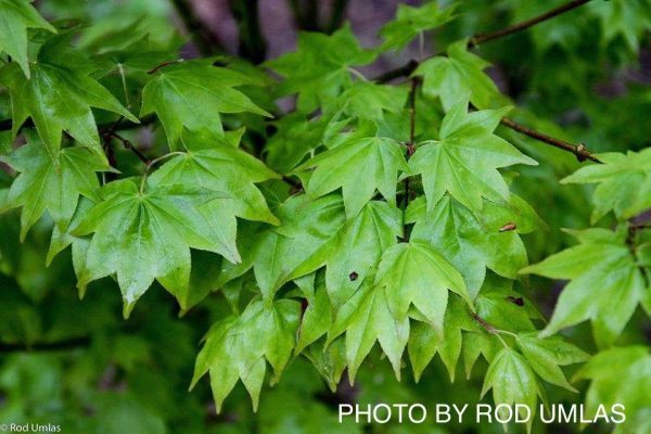 Acer palmatum  Moon Shadow  Japanese Maple Hot on Sale - Image 4