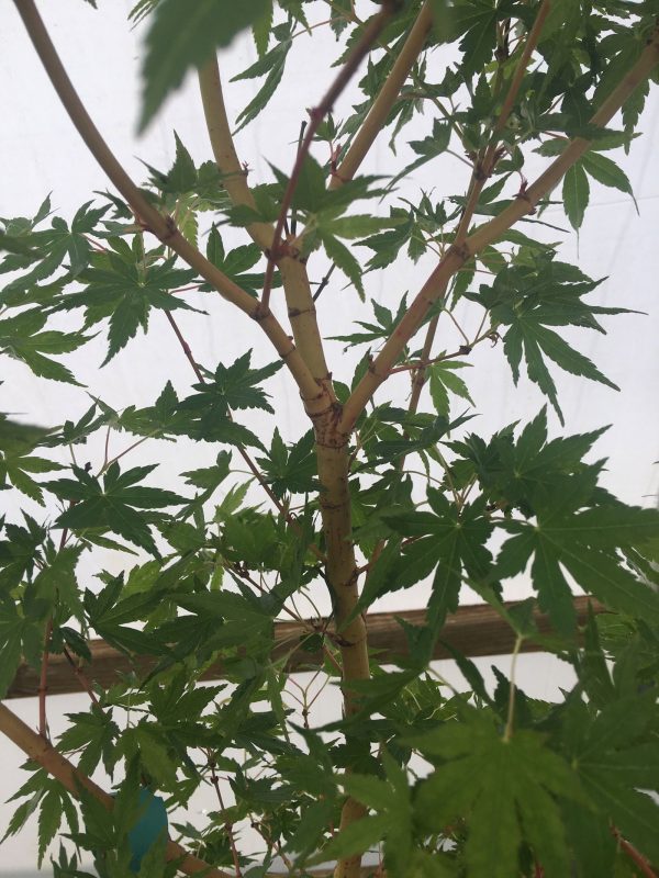 Acer palmatum  Miya  Yellow Bark Japanese Maple Online Sale - Image 3