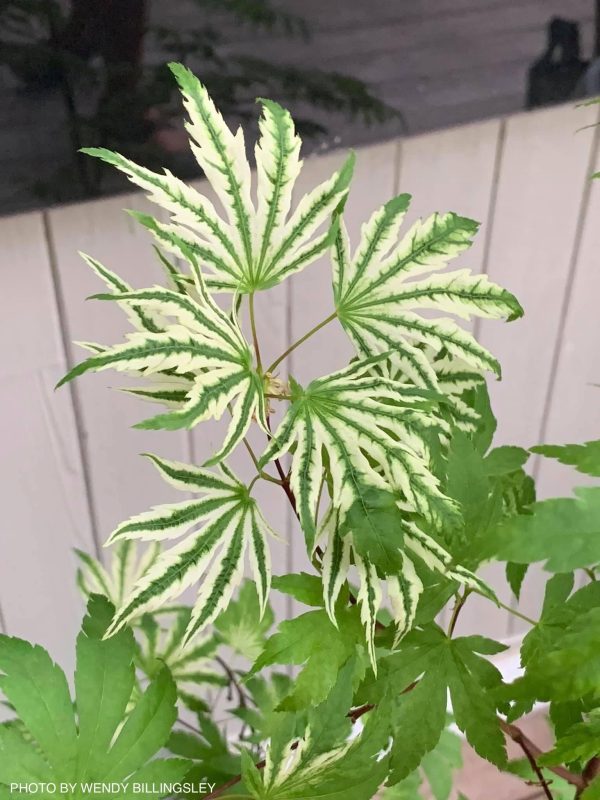 Acer palmatum  Yama nishiki  Snow Peak Japanese Maple For Discount - Image 5