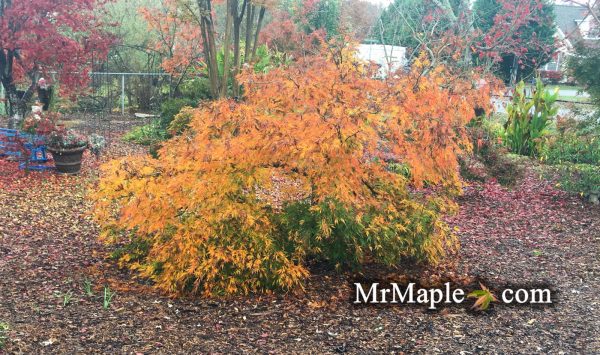 FOR PICKUP ONLY | Acer palmatum  Germaine s Gyration  Weeping Japanese Maple | DOES NOT SHIP Hot on Sale - Image 5