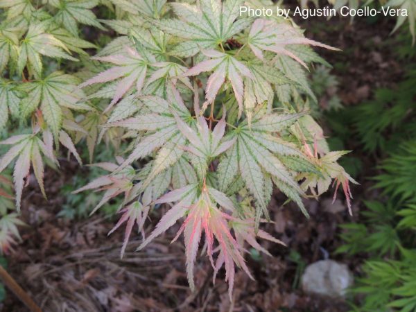 FOR PICKUP ONLY | Acer palmatum  Peve Multicolor  Japanese Maple | DOES NOT SHIP For Cheap