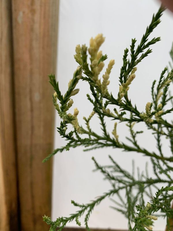 Sequoiadendron giganteum  French Beauty  Variegated Giant Redwood Fashion - Image 4