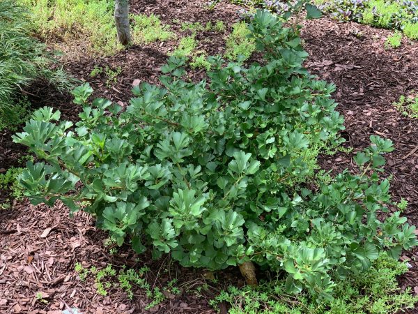 Ginkgo biloba  Mariken  Dwarf Ginkgo Tree Cheap - Image 4