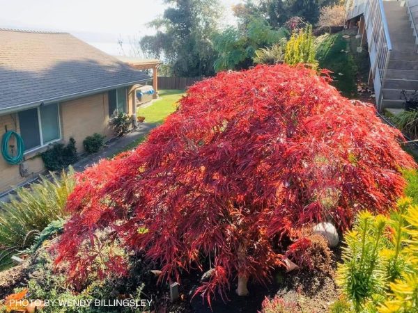 Acer palmatum  Crimson Queen  Laceleaf Japanese Maple Fashion - Image 5