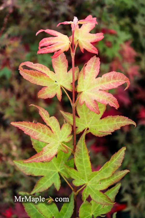 Acer palmatum  Moon Shadow  Japanese Maple Hot on Sale - Image 3