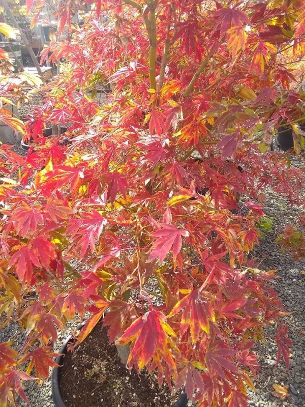 Acer palmatum  Fascination  Japanese Maple Online Sale - Image 5