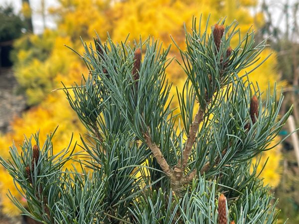 Pinus parviflora  Blue Lou  Dwarf Japanese White Pine Cheap - Image 3