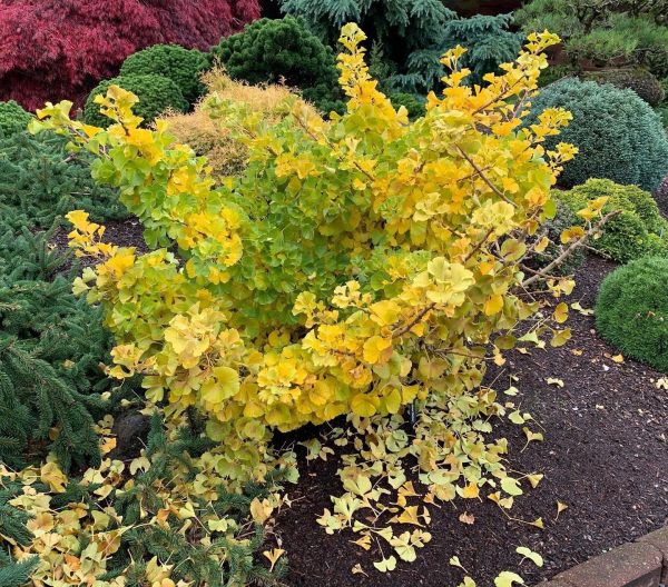 Ginkgo biloba  Mariken  Dwarf Ginkgo Tree Cheap - Image 3