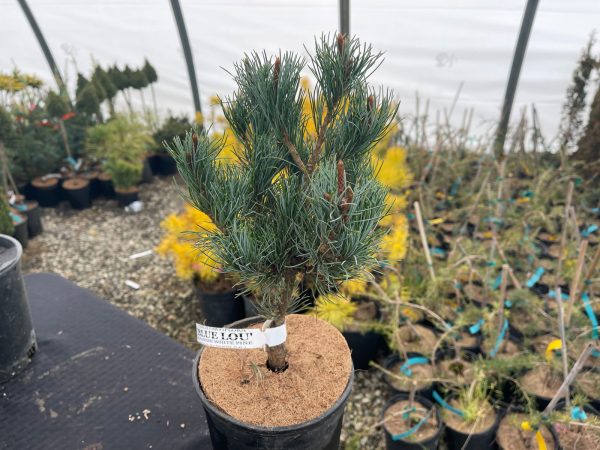 Pinus parviflora  Blue Lou  Dwarf Japanese White Pine Cheap - Image 4