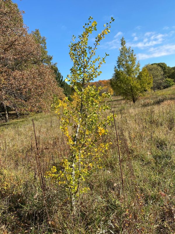 Ginkgo biloba  Lakeview  Columnar Ginkgo Tree For Cheap - Image 2