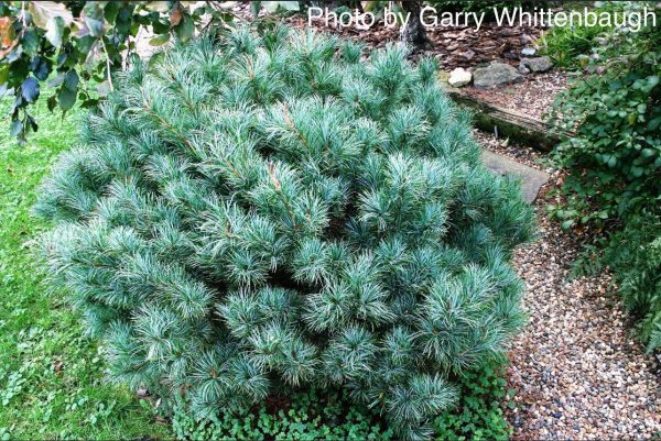 Pinus parviflora  Blue Lou  Dwarf Japanese White Pine Cheap - Image 5