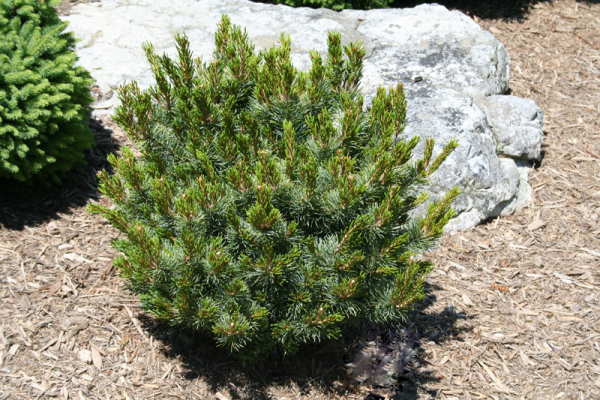 Pinus parviflora  Blue Lou  Dwarf Japanese White Pine Cheap - Image 2