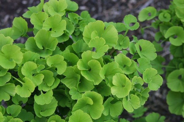 Ginkgo biloba  Mariken  Dwarf Ginkgo Tree Cheap - Image 2