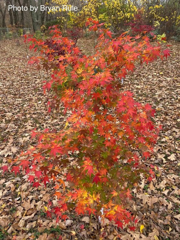 FOR PICKUP ONLY | Acer palmatum  Peve Multicolor  Japanese Maple | DOES NOT SHIP For Cheap - Image 5