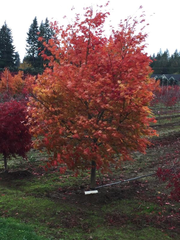 Acer palmatum  Orange Flame  Great Fall Color Japanese Maple Hot on Sale