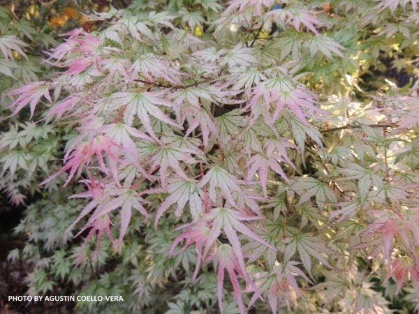 FOR PICKUP ONLY | Acer palmatum  Peve Multicolor  Japanese Maple | DOES NOT SHIP For Cheap - Image 4