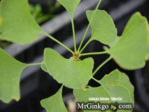 Ginkgo biloba  Alberta  Narrow Male Ginkgo Tree on Sale - Image 2